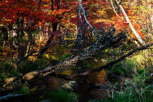 环国旅行*边疆游·G331吉林之秋:延边朝鲜族风情•苹果梨•长白山天池瀑布峡谷•鸭绿江中朝边境8天摄影团 商品图4