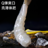 （海朴）渤海湾盐田虾750g*2盒   （40-50只/斤）鲜捕活冻盐田鲜虾 商品缩略图2