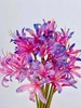 国产稀有小众花材红蓝石蒜/香石蒜/粉石蒜10支 商品缩略图11