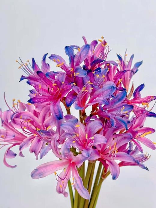国产稀有小众花材红蓝石蒜/香石蒜/粉石蒜10支 商品图11