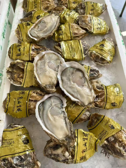 乳山生蚝（重3斤左右8个左右） 商品图3