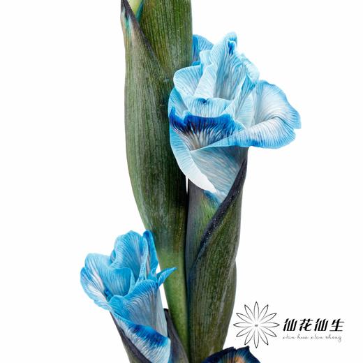染色剑兰 | 普鲁士蓝(上色不一,介意慎拍) 商品图2