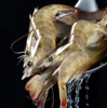 （海朴）渤海湾盐田虾750g*2盒   （40-50只/斤）鲜捕活冻盐田鲜虾 商品缩略图1