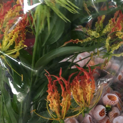 嘉兰·橙黄色 商品图1