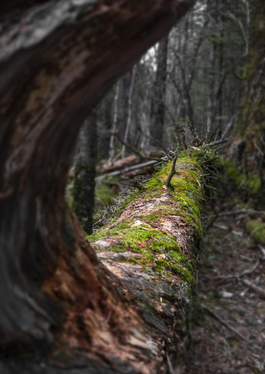 醉美吉林秋色：G331环国旅行、长白山脉红叶、四方顶子、鸭绿江中朝边境摄影8天—9天 商品图9