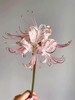 国产稀有小众花材红蓝石蒜/香石蒜/粉石蒜10支 商品缩略图9