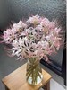 国产稀有小众花材红蓝石蒜/香石蒜/粉石蒜10支 商品缩略图8