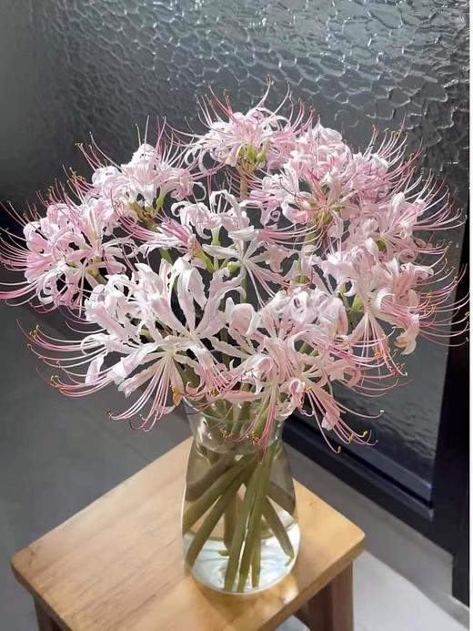 国产稀有小众花材红蓝石蒜/香石蒜/粉石蒜10支 商品图8