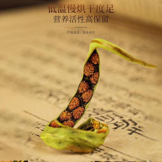 福东海  化石草50克 瓶装草当季黄金草泡水泡茶 商品图1