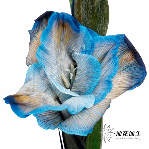 染色剑兰 | 普鲁士蓝(上色不一,介意慎拍) 商品图3