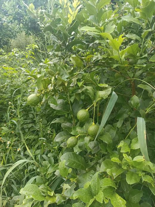 云艳家新鲜柠檬   半野生状态生长   顺丰包邮 商品图1