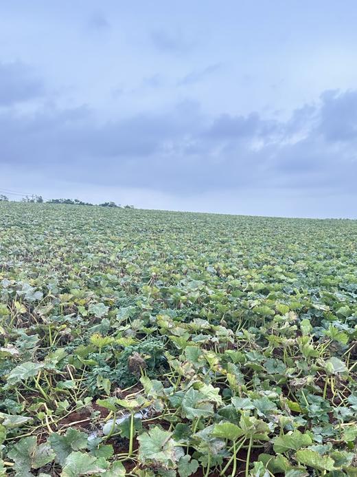 周三取货：【新疆贵族南瓜】一份3斤左右，冰淇淋口感，粉而不干，粉糯！ 商品图10