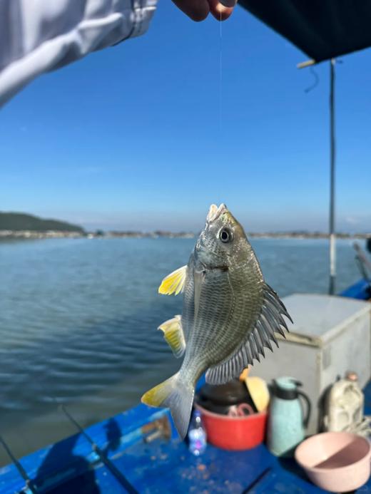 xm{少量..仅限今日特价购!!!}深海黄翅鱼纯天然肉质雪白细嫩，刺少肉多，清蒸、煮汤、干煎都鲜到掉眉毛！顺丰冷链活冻新鲜到家~ 商品图5