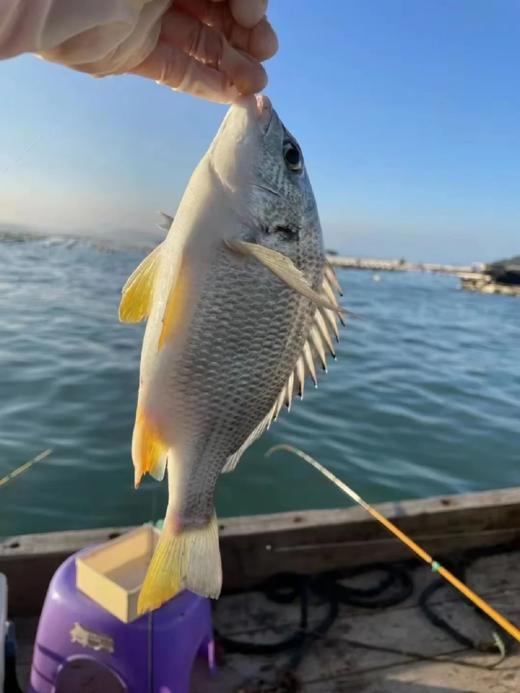 xm{少量..仅限今日特价购!!!}深海黄翅鱼纯天然肉质雪白细嫩，刺少肉多，清蒸、煮汤、干煎都鲜到掉眉毛！顺丰冷链活冻新鲜到家~ 商品图4