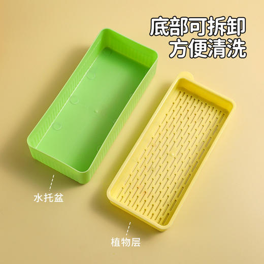 新款新品新款猫咪猫草水培盒种子无土栽培猫零食种草天然化毛猫草 商品图2