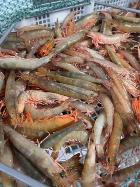 & 新鲜上岸的本港沙鲁虾🦐虾壳特薄，虾肉清甜，鲜度满满[强] 活冻