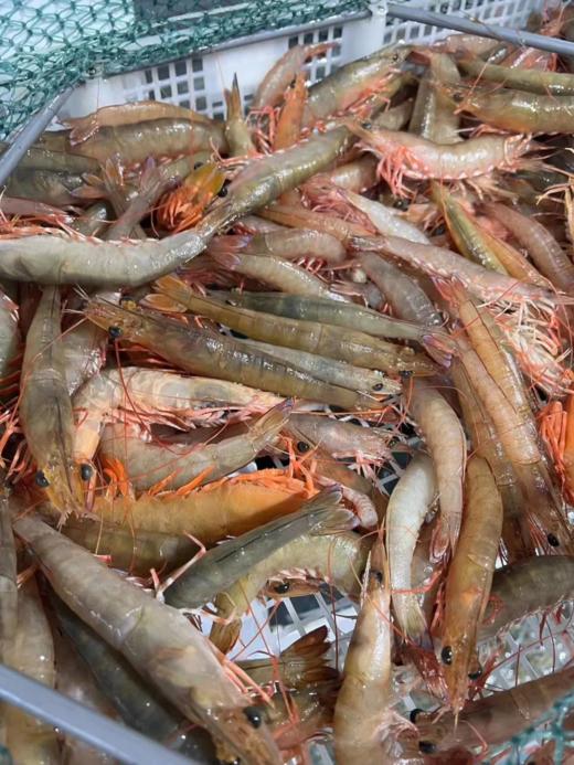 & 新鲜上岸的本港沙鲁虾🦐虾壳特薄，虾肉清甜，鲜度满满[强] 活冻 商品图0