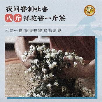 虎标茶叶香港品牌 特级茉莉花茶 240g京味茉莉礼盒 独立包装自饮送礼 /水饮冲调 /茗茶 /茉莉花茶 商品图2