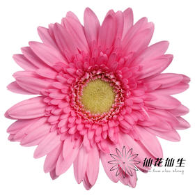 非洲菊 | 迷你冰玉