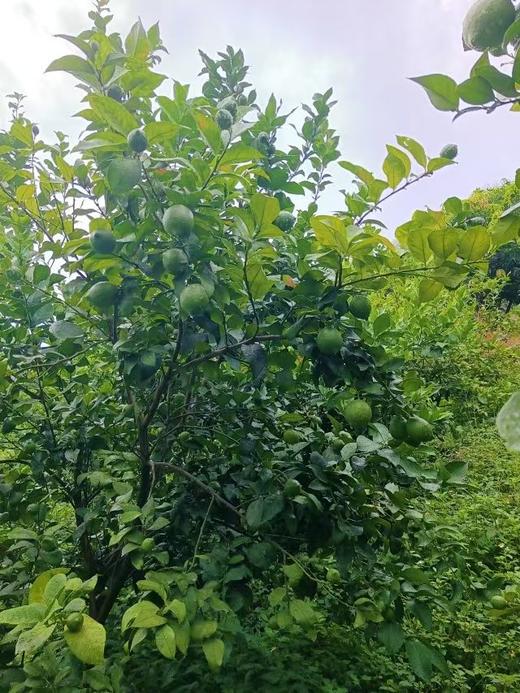 云艳家新鲜柠檬   半野生状态生长   顺丰包邮 商品图4