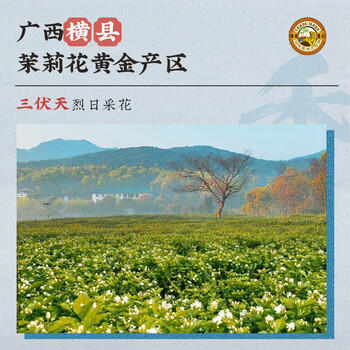 虎标茶叶香港品牌 特级茉莉花茶 240g京味茉莉礼盒 独立包装自饮送礼 /水饮冲调 /茗茶 /茉莉花茶 商品图4