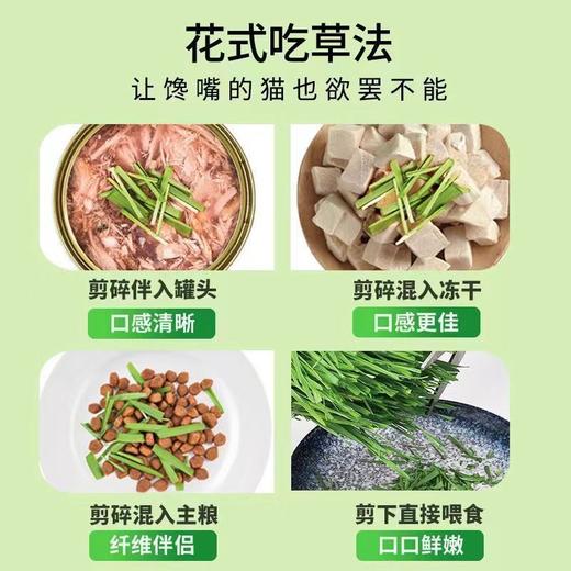 新款新品新款猫咪猫草水培盒种子无土栽培猫零食种草天然化毛猫草 商品图1