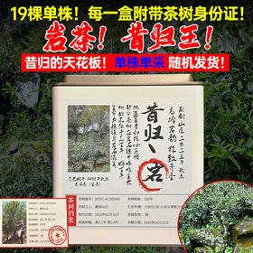 【岩】——昔归2025年头春