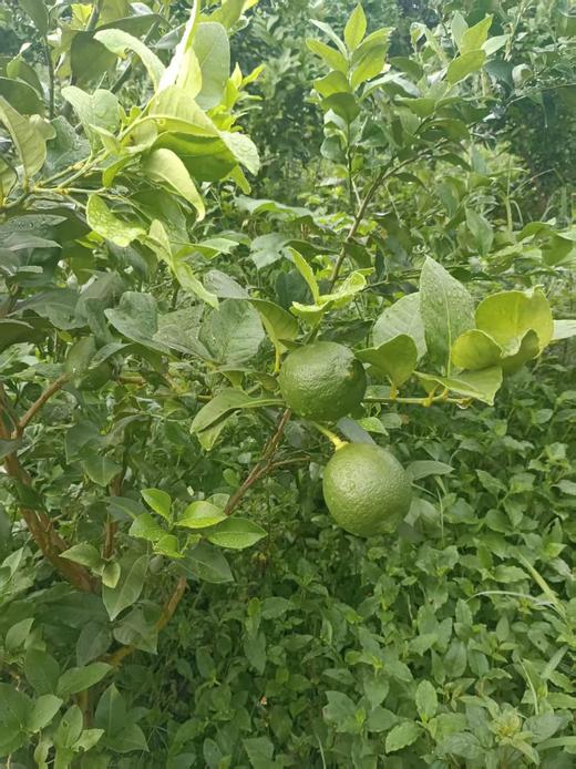 云艳家新鲜柠檬   半野生状态生长   顺丰包邮 商品图3