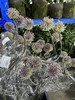 紫色大天使弯葱 商品缩略图2