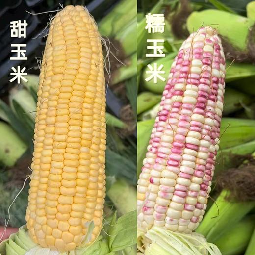 【9.9元任选4根，8根十堰主城区包邮】新鲜玉米 自然生长 颗粒饱满 黄家村黄玉米/糯玉米 1根 商品图1
