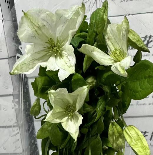 配花 | 铁线莲白色 商品图0