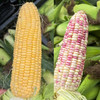 【9.9元任选4根，8根十堰主城区包邮】新鲜玉米 自然生长 颗粒饱满 黄家村黄玉米/糯玉米 1根 商品缩略图2