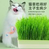 新款新品新款猫咪猫草水培盒种子无土栽培猫零食种草天然化毛猫草 商品缩略图0