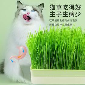 新款新品新款猫咪猫草水培盒种子无土栽培猫零食种草天然化毛猫草