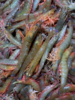 & 新鲜上岸的本港沙鲁虾🦐虾壳特薄，虾肉清甜，鲜度满满[强] 活冻 商品缩略图3