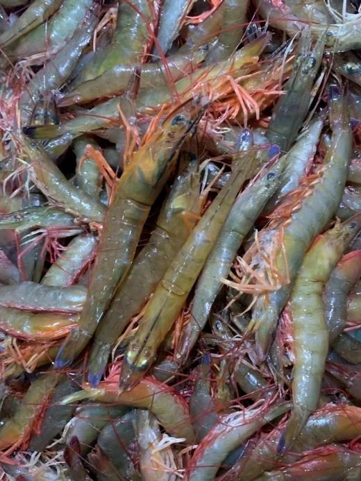 & 新鲜上岸的本港沙鲁虾🦐虾壳特薄，虾肉清甜，鲜度满满[强] 活冻 商品图3