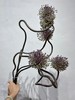 紫色大天使弯葱 商品缩略图0