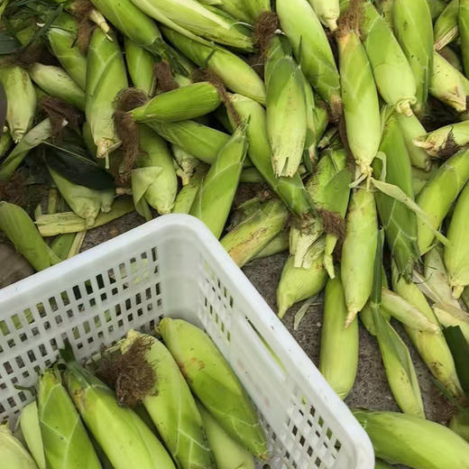 【9.9元任选4根，8根十堰主城区包邮】新鲜玉米 自然生长 颗粒饱满 黄家村黄玉米/糯玉米 1根 商品图3