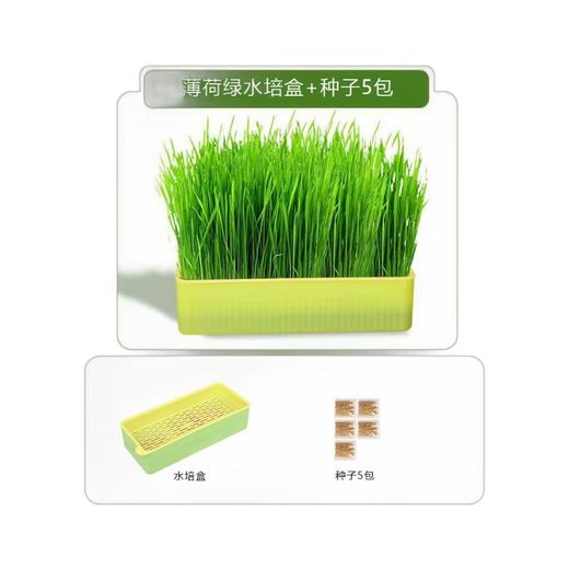 新款新品新款猫咪猫草水培盒种子无土栽培猫零食种草天然化毛猫草 商品图4