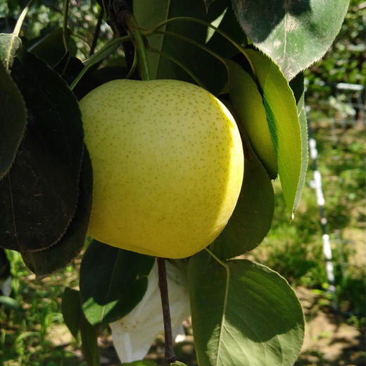 【48小时内发货】基地直发 | 皇冠梨 | 河北石家庄 商品图0