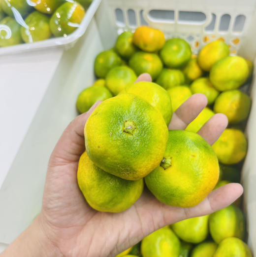 【高山 蜜桔】 高山蜜桔 ，当季时令鲜果，橘子特点皮薄肉嫩，口感好水分好，秋季补维C的好鲜果！ 商品图5