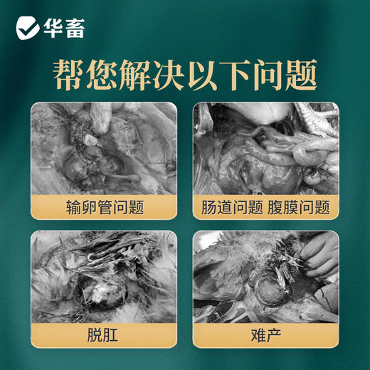 华畜卵健1kg清热除湿解毒消肿 输卵管炎肠炎等 商品图2