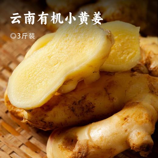 云南有机小黄姜 | 产自云南文山 荣获中国有机证明 颜色黄亮 不黑心不烂牙 姜味浓郁 口感辛辣 营养丰富 百搭调料 商品图0