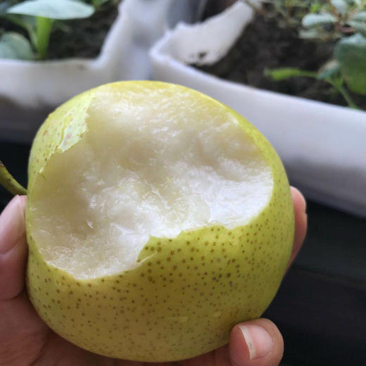 【48小时内发货】基地直发 | 皇冠梨 | 河北石家庄 商品图4