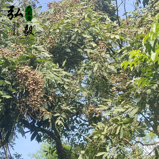 【弘毅六不用生态农场】六不用 龙眼 （干） 商品图4