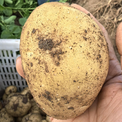 农场直发-有机羊粪土豆/有机水果洋葱/贝贝南瓜/有机胡萝卜 5斤 来自张北野菜夫人农场 当季新鲜土豆、洋葱、南瓜、胡萝卜～ 商品图3