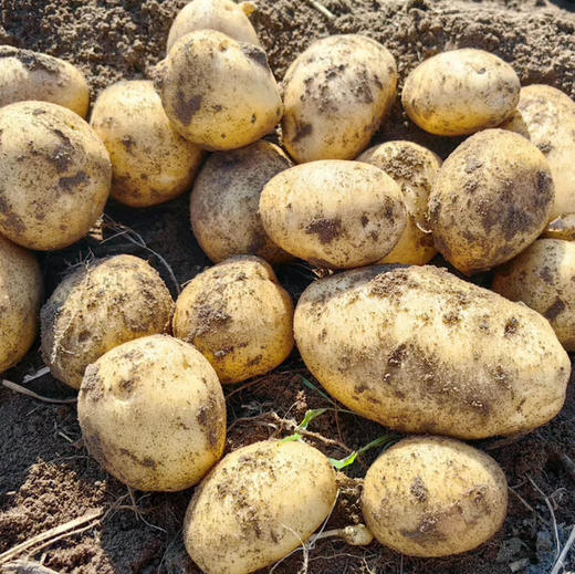 农场直发-有机羊粪土豆/有机水果洋葱/贝贝南瓜/有机胡萝卜 5斤 来自张北野菜夫人农场 当季新鲜土豆、洋葱、南瓜、胡萝卜～ 商品图2