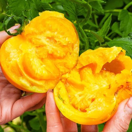 [最农公社]顺丰主推|全网爆款正宗内蒙古五原黄柿子3斤5斤新鲜采摘黄色西红柿番茄 商品图5