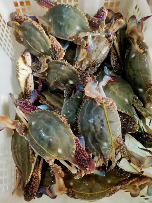 梭子蟹，1斤4一5只 商品图1