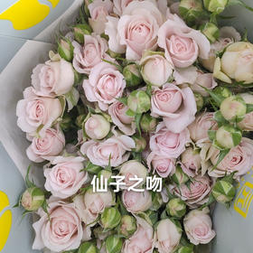 多头玫瑰.仙子之吻